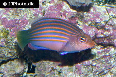www sixline com|All About The Six Line Wrasse .